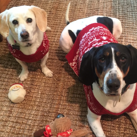 Meet your Posher, Abby - Picture 1 of 1